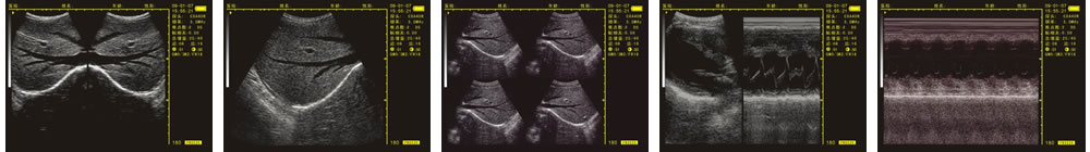 V-20掌上B型超聲診斷儀(動物版)一流的數字成像技術，圖像更清晰